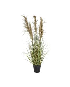 Artificial Pampas Grass in Pot H135cm