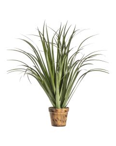 Potted Dracaena Silver Green H.85cm