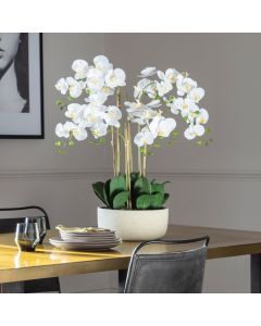 Orchid Bowl White in Pot H.68cm
