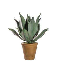 Aloe in Pot Wide Leaf H.56cm