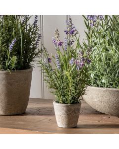 Lavender Classic in Cement Pot H.31cm