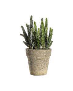 Cactus Cereus in Cement Pot H.27cm