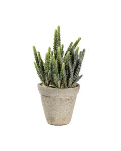 Cactus Cereus in Cement Pot H.36cm