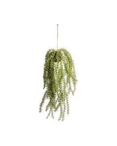 Hanging Cactus Horsetail H.58cm