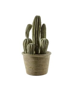 Cactus San Pedro in Pot H.28cm