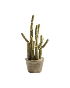 Cactus Carnegiea in Pot H.36cm