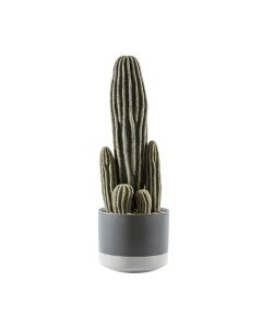 Cactus San Pedro in Ceramic Pot H.36cm