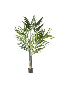 Kentia Palm Tree H.180cm
