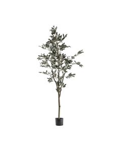 Olive Tree H.182cm