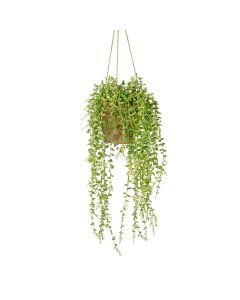 Hanging Senecio in Earthenware Style Pot H.60cm