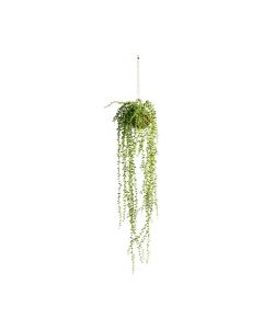 Hanging Senecio in Moss Ball H.87cm