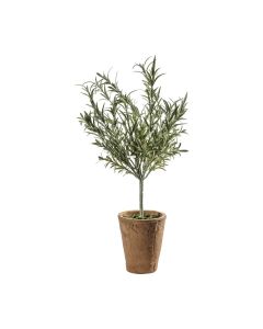 Olive Tree Plant in Clay Pot H.60cm