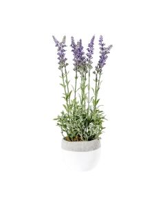 Lavender Lilac in White Pot H.26cm