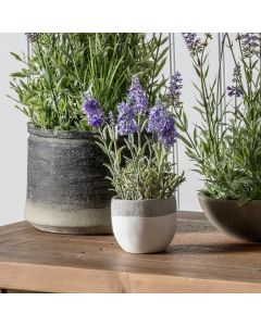 Lavender Lilac in White Pot H.26cm