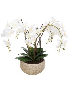 Artificial Phalaenopsis in Clay Pot White H.75cm