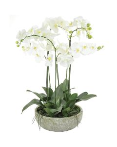 Large Artificial Potted Orchid Cream H.85cm