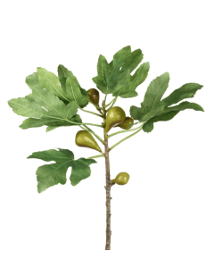 Fig Branch Green Height 89cm