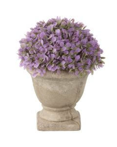 Hydrangea Potted Purple Height 18cm