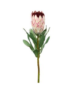 Parlane Protea Stem Pink H.64cm