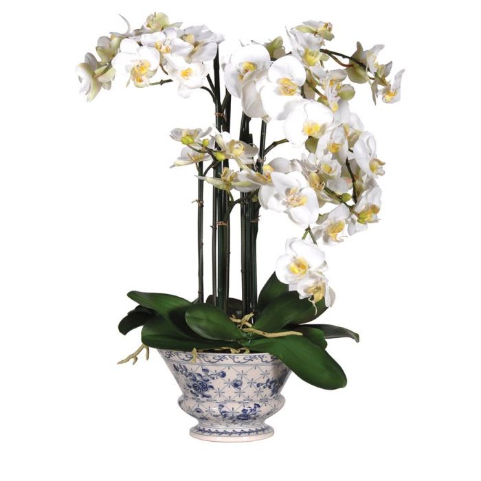 Phalaenopsis Orchids in Blue & White Pot 1