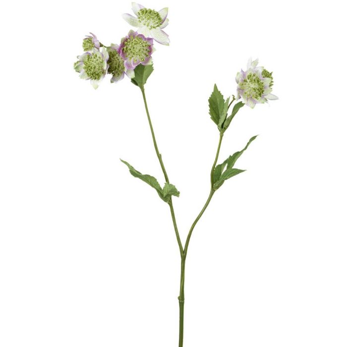 Parlane Astrantia Spray Green/Lilac Height 50cm 1