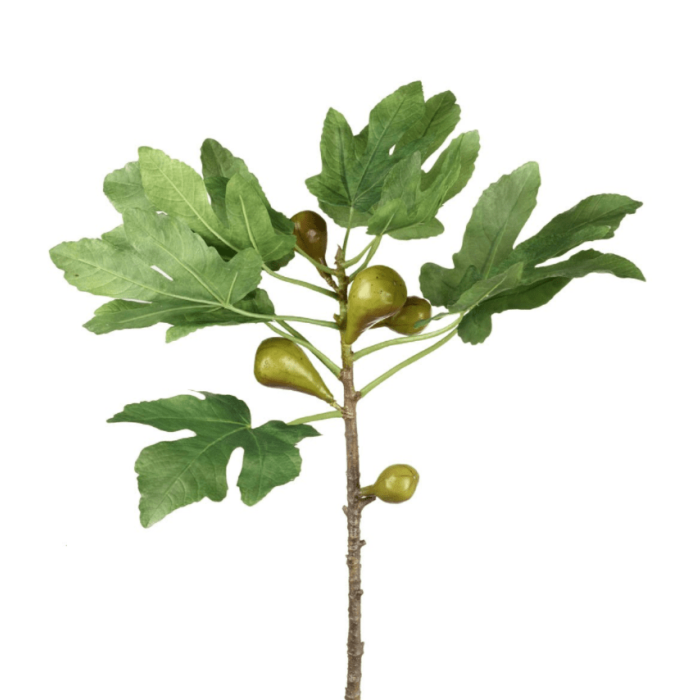 Parlane Fig Branch Green Height 89cm 1