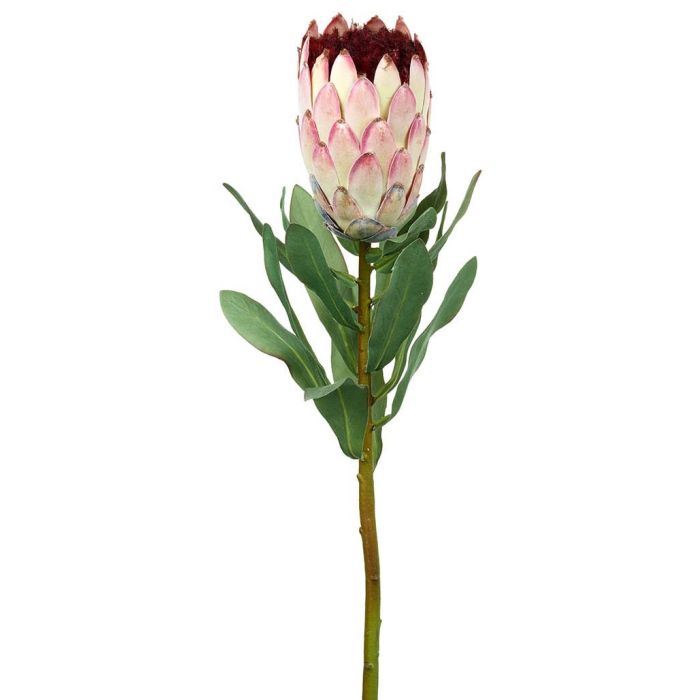 Parlane Protea Stem Pink H.64cm 1