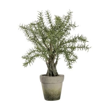 Potted Rosemary Tree H.43cm