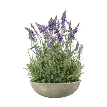 Potted Lavender Bowl H.50cm