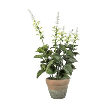 Potted Salvia White H.46cm