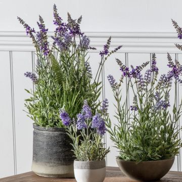 Lavender in Charcoal Grey Pot H.56cm