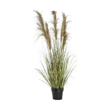 Artificial Pampas Grass in Pot H135cm