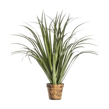 Potted Dracaena Silver Green H.55cm