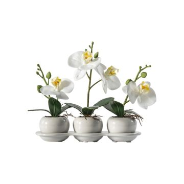Orchid Trio in Ceramic Tray H.23cm