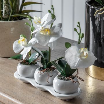Orchid Trio in Ceramic Tray H.23cm