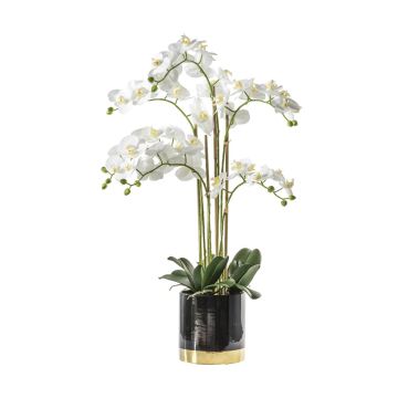 Orchid White in Black Gold Pot H.80cm