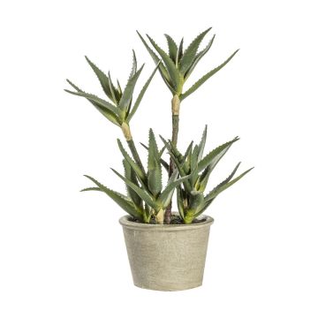 Potted Aloe H.38cm