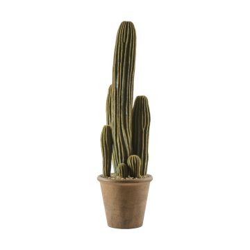 San Pedro Cactus in Pot H66cm