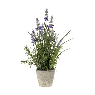 Lavender Classic in Cement Pot H.31cm