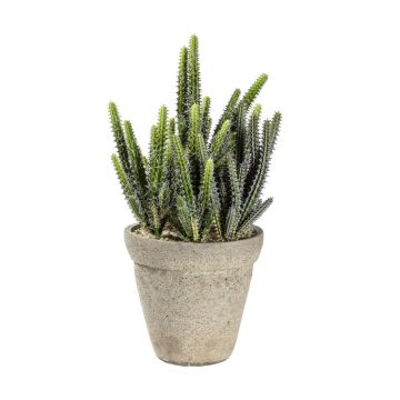 Cactus Cereus in Cement Pot H.36cm