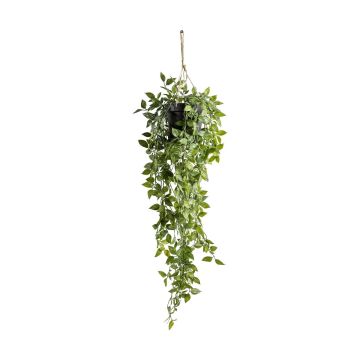 Hanging Scindapsus in Pot H.73cm
