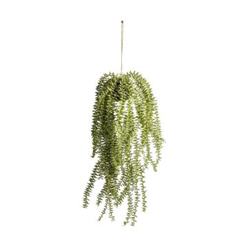 Hanging Cactus Horsetail H.58cm