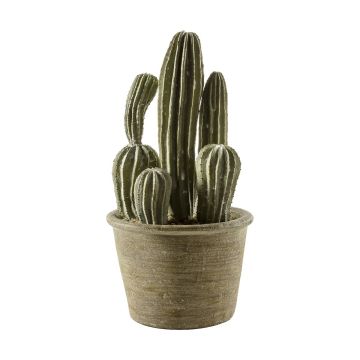 Cactus San Pedro in Pot H.28cm