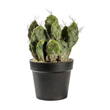 Cactus Optunia in Pot H.40cm