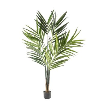 Kentia Palm Tree H.180cm