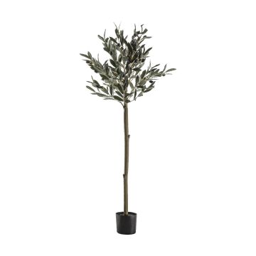 Olive Tree H.121cm