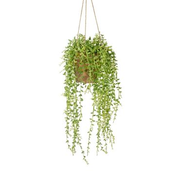 Hanging Senecio in Earthenware Style Pot H.60cm
