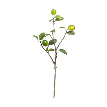 Lime Stem w/3 Fruits H.89cm