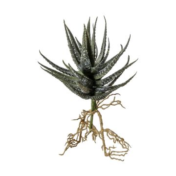 Aloe w/Roots Green H.13cm