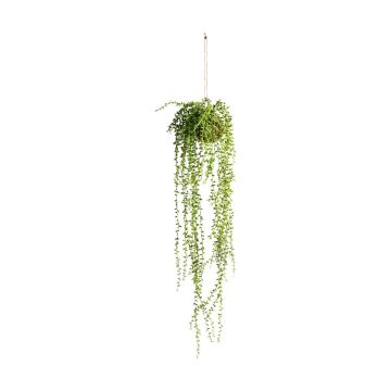 Hanging Senecio in Moss Ball H.87cm